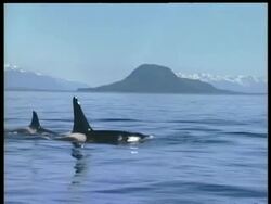 MCU 2 killer whales surfacing, snowy mountains on horizon, Arctic circle Stock Footage