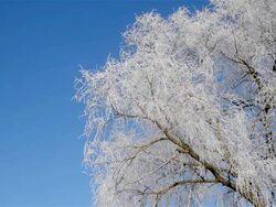 HARD FROST ON TREE BRANCHES Stock Footage