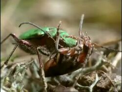 Green Tiger Beetle (Cicindela campestris) hunting and eating Soldier Beetle (Rhagonycha fulva), sequence, UK Stock Footage