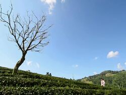 Beautiful asian woman walking in tea field &quot;Doi Mae salong&quot; Stock Footage