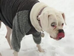 WS Bulldog in sweater eating during winter / Minneapolis, Minnesota, USA Stock Footage