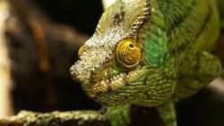 Chameleon Stock Footage