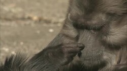 A Tonkean macaque picks at its nose. Stock Footage