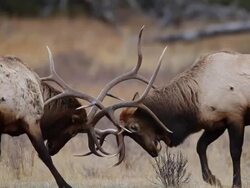 MS Two large bull elk fighting during rut / Estes Park, Colorado, United States Stock Footage