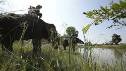 The life of Asian Elephant Stock Footage