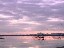 Common Cranes (Grus grus), at their roost on Lake Cubillar, Caceres Province in Extremadura, Spain Stock Footage