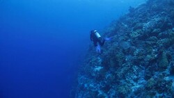 Scuba diving close to the underwater cliff Stock Footage
