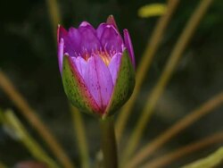 Pink waterlily blooming timelapse Stock Footage