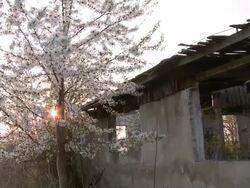 MS Blossoming tree infront of abandoned building / Brandenburg, Germany Stock Footage