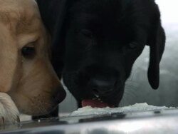 Medium Close Up static - Puppies lick cream off a bowl. Stock Footage