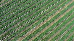Strawberry field. Aerial view Stock Footage