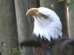 Bald Eagle in HD Stock Footage