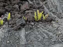 Old lava flow in Hawaii Stock Footage