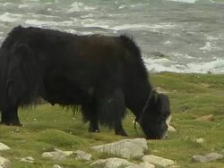 Close Up Shot Yak Grazing along River Lhasa Tibet China  Stock Footage