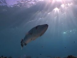 Great Barracuda hovering in shallow water with sun rays Stock Footage