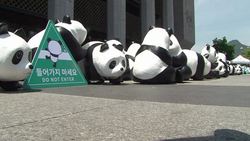 CLEAN : 1600 paper mache pandas land in Seoul News Clip