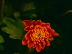 MS time lapse Chrysanthemum flowering, bud slowly opens to orange flower Stock Footage