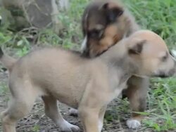 HD : little dog playing Stock Footage