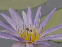 Blue waterlily Stock Footage
