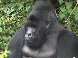 Rangers in conflict zone return to care for endangered animals News Clip