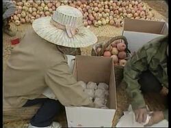 CHINA: APPLE FARMERS ENGAGED IN PRICE WAR  (V) News Clip