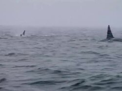 HD: Orca Stock Footage