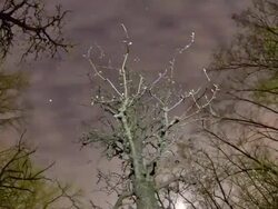 HD Motion Time-Lapse: Trees Against Night Cloudscape Stock Footage