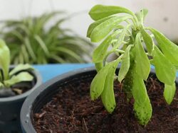Taking small plant to new pot. Stock Footage
