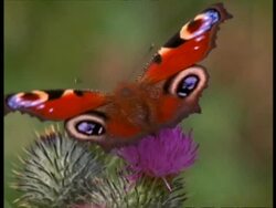 Butterfly, feeding on pink thistle flower Stock Footage