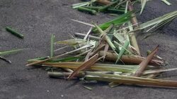 CLEAN : FILE: Japan zoo celebrates birth of panda cub News Clip