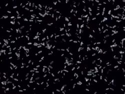 bacteria background render Stock Footage
