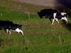MS AERIAL ZI Group of cattle roaming at Stonewall Farm / New Hampshire, United States Stock Footage