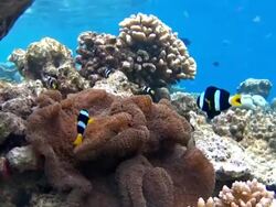 Clark's anemonefish in a sea anemone on maldives Stock Footage