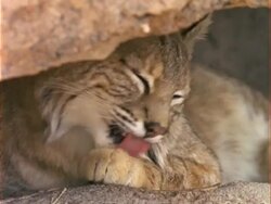 CU Bobcat cleaning its paw, USA Stock Footage