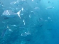 Sharing your holiday with tropical fish Stock Footage