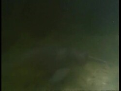 MS Boto, Inia geoffrensis, river dolphin swimming underwater across frame, Amazon, South America Stock Footage