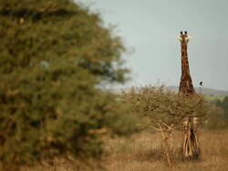 Wildlife in Kruger National Park Stock Footage