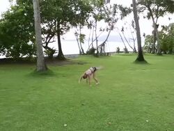 WS PAN Shot of young girl doing cartwheels in grass / Ubud, Bali, Indonesia Stock Footage