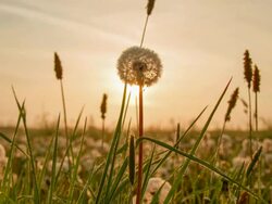 T/L Close-up of a dandelion at sunrise Stock Footage