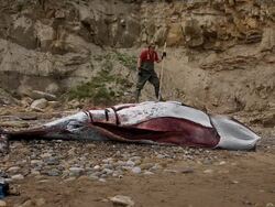 AUTOPSY ON A WASHED UP MINKE WHALE BY ZOOLOGICAL SOCIETY OF LONDON Stock Footage