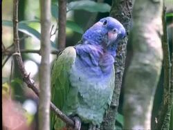 Blue-headed Parrot, CU parrot perched on branch, Panama Stock Footage