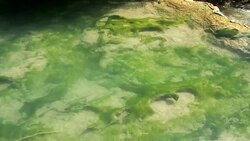Algae floating in stream Stock Footage