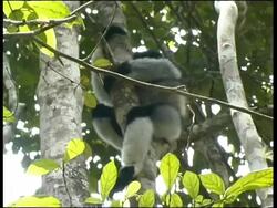 Indri, Indri indri,  Andasibe ( Perinet ) Stock Footage