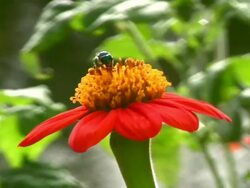 Bee on flower Stock Footage