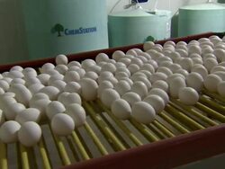 Eggs on conveyor belt. Stock Footage