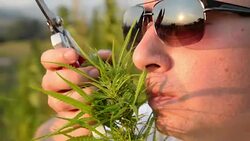 Cannabis. Stock Footage