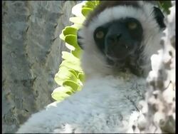Verreaux's Sifaka, Propithecus verreauxi verreauxi, Andohahela National Park Stock Footage