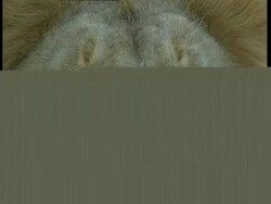 BCU lion's face with eyes closed, shaking head, tilt down to panting mouth Stock Footage