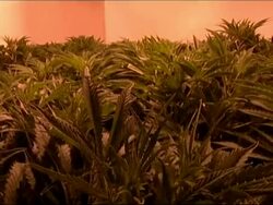 There has been an increase in the number of Cannabis factories producing a much stronger drug Stock Footage