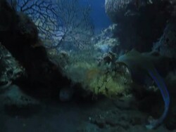 Stingray Stock Footage